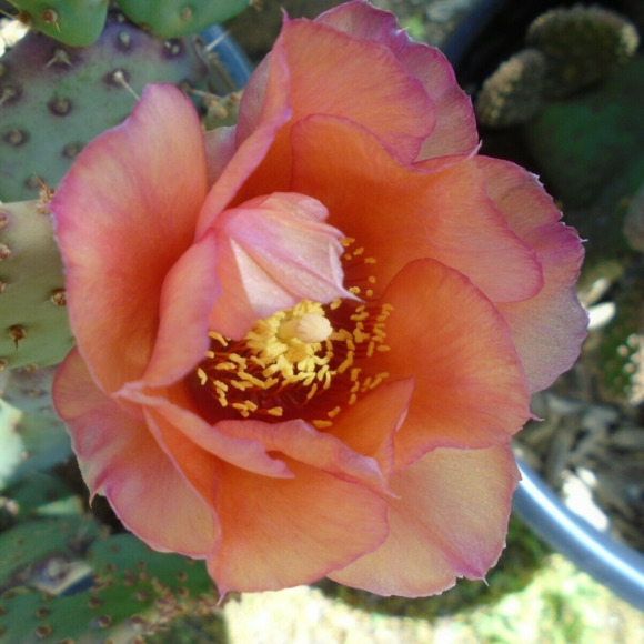 nevada2003